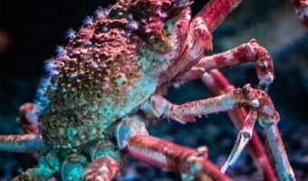 Japanese Spider Crab