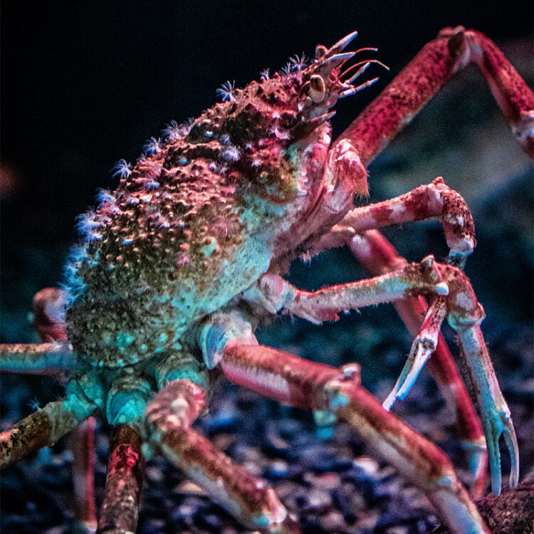 Japanese Spider Crab