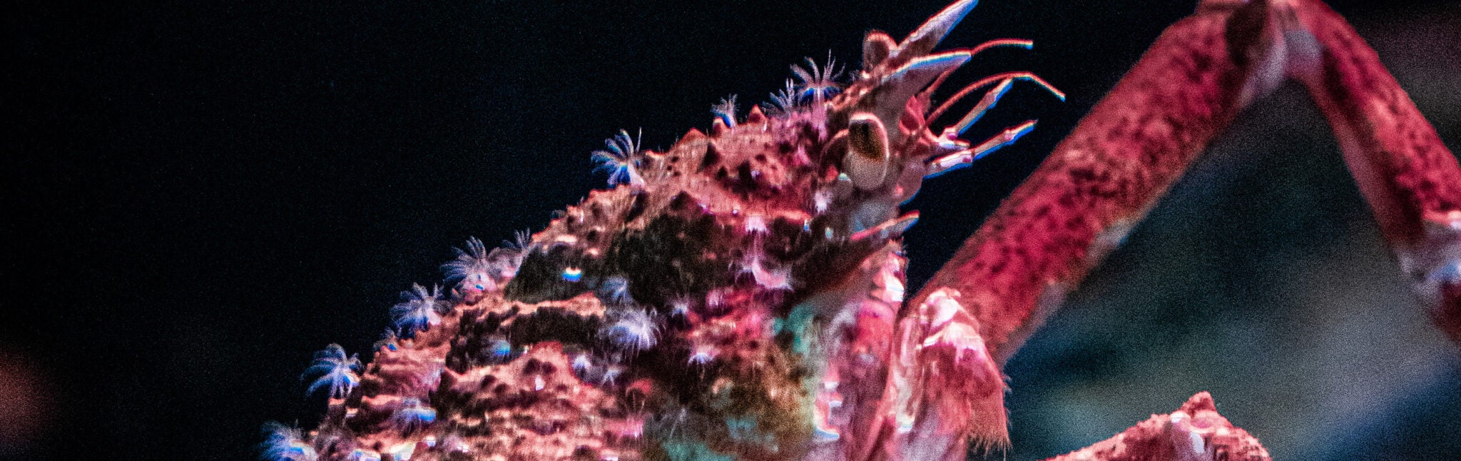 Japanese Spider Crab Aquarium