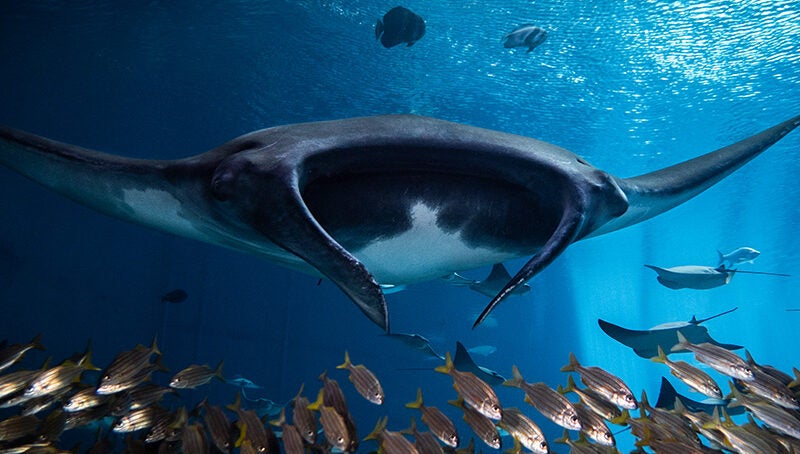 Manta Ray 2