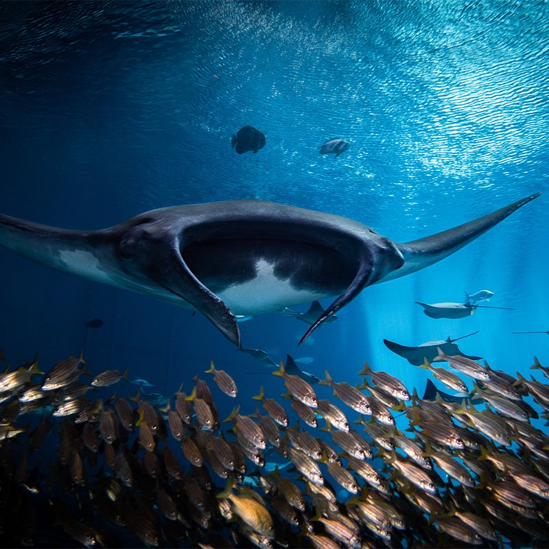 Giant oceanic manta ray  Ocean giants - educational exhibition