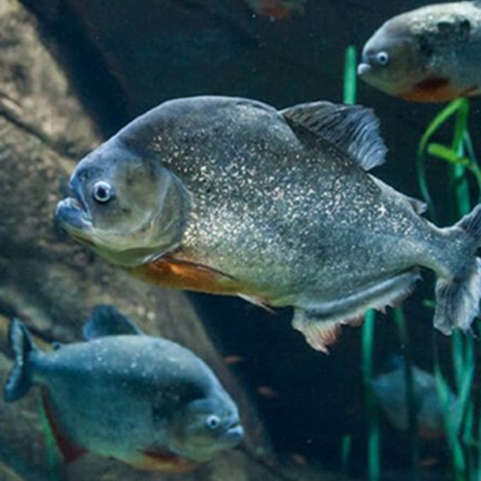 Piranha Feed & Keeper Talk