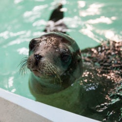 California Sea Lion Rescue at with Georgia Aquarium 12