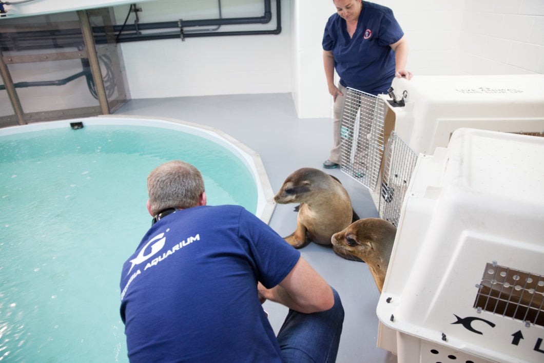 California Sea Lion Rescue at with Georgia Aquarium 4