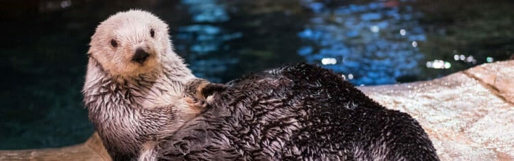 southern-sea-otter