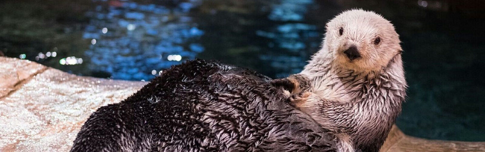 Southern Sea Otter Aquarium