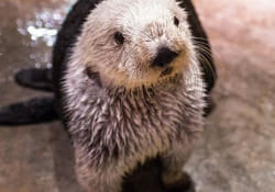 Southern Sea Otter - Georgia Aquarium