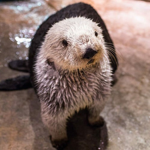 We Will Miss You, Oz - Southern Sea Otter 3 500x500 We Will Miss You, Oz - Southern Sea Otter 3 500x500