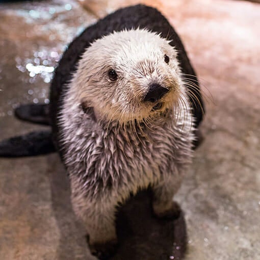 Sea Otter Webcam | Live from Georgia Aquarium | Visit Today