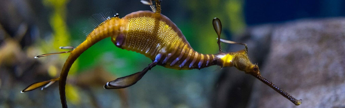 Weedy Sea Dragon Georgia Aquarium