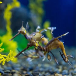 weedy-sea-dragon