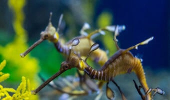 weedy-sea-dragon
