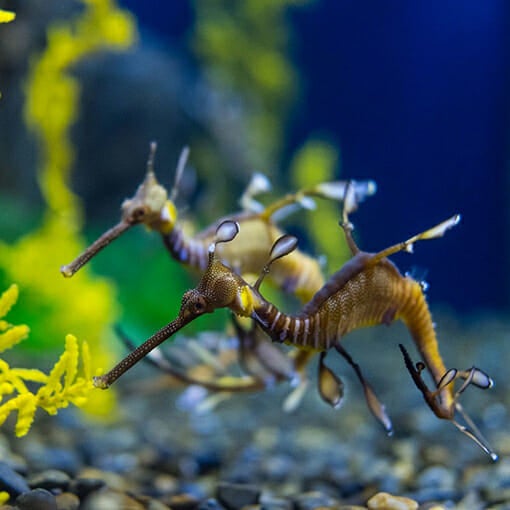 Weedy Sea Dragon - Georgia Aquarium