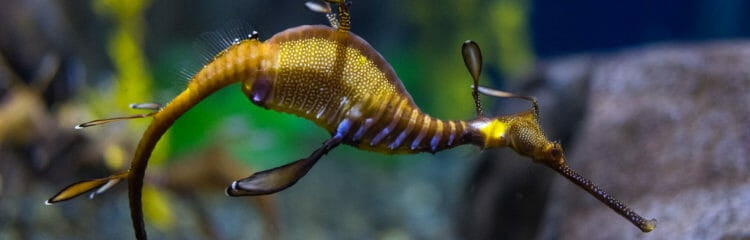 Weedy Sea Dragon Geia Aquarium