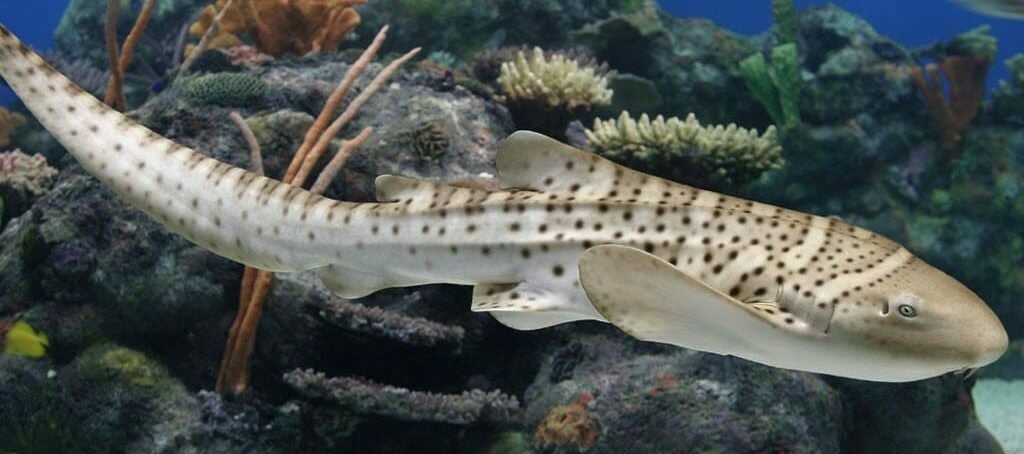 Zebra Shark 2