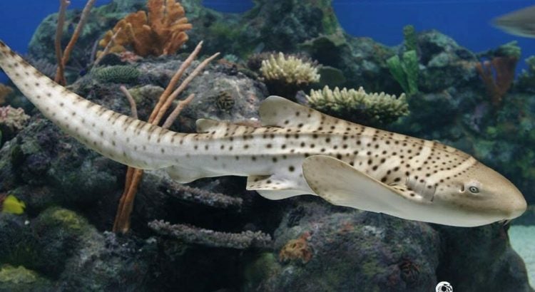 Zebra Shark 2