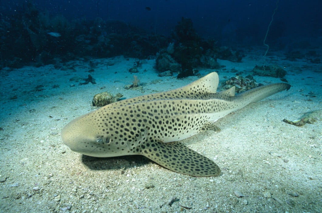 Zebra Shark 1