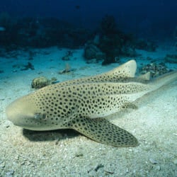 Zebra Shark 1