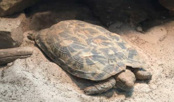 african-pancake-tortoise