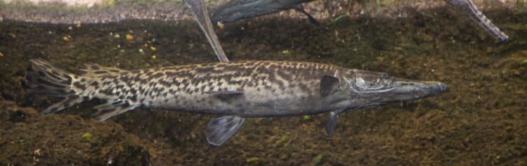 alligator-gar