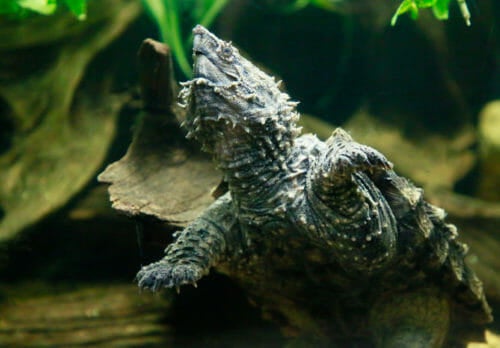 Alligator Snapping Turtle 2