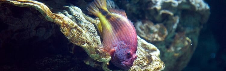 arc-eye-hawkfish