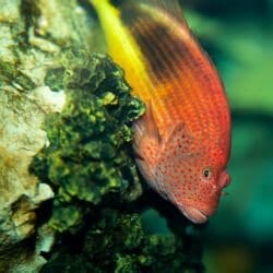 arc-eye-hawkfish