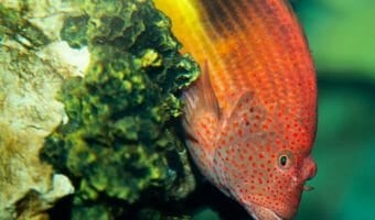 arc-eye-hawkfish