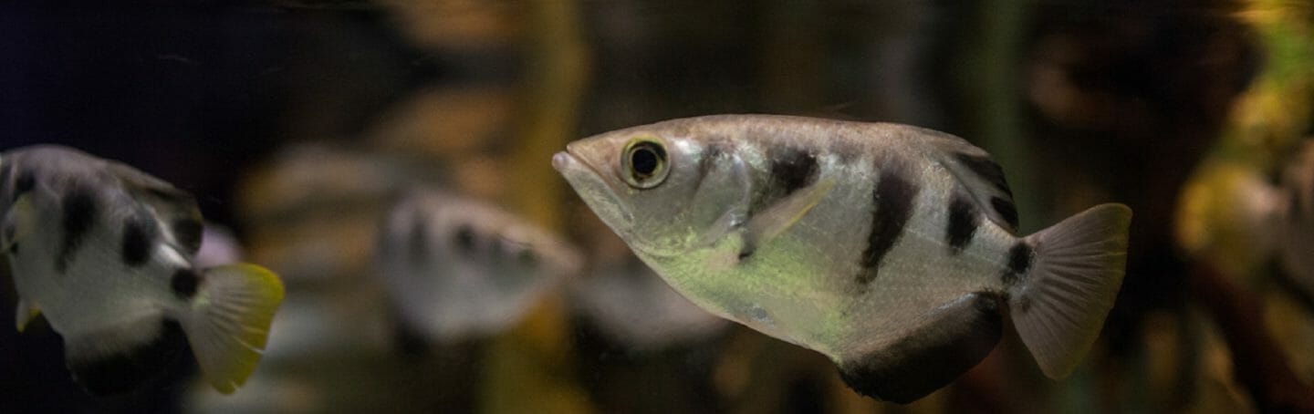banded-archerfish