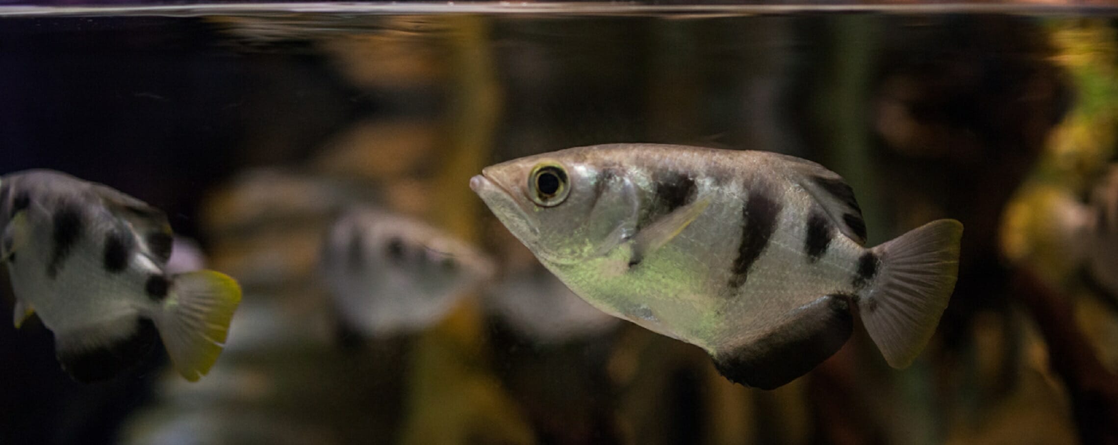 banded-archerfish