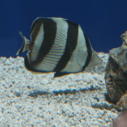 Banded Butterflyfish 1
