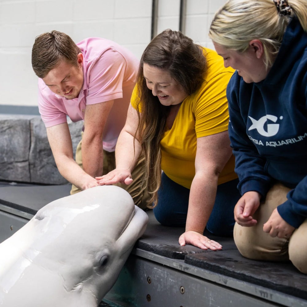 Beluga Whale Webcam 3