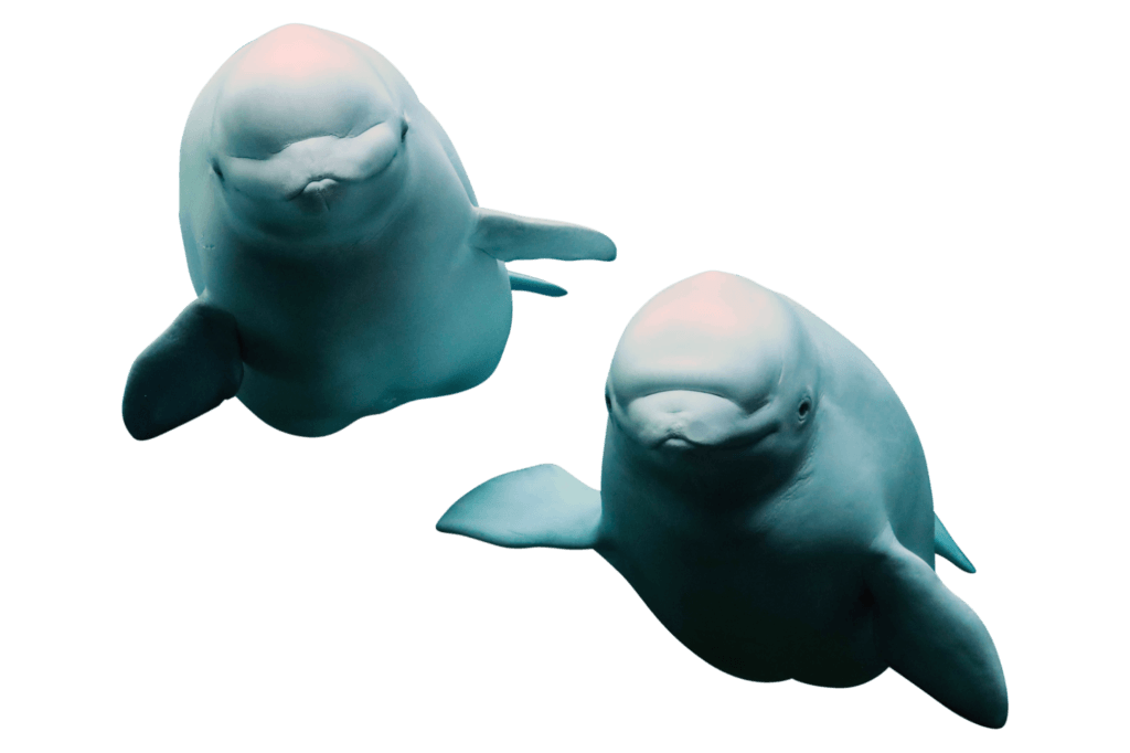 Floating Belugas