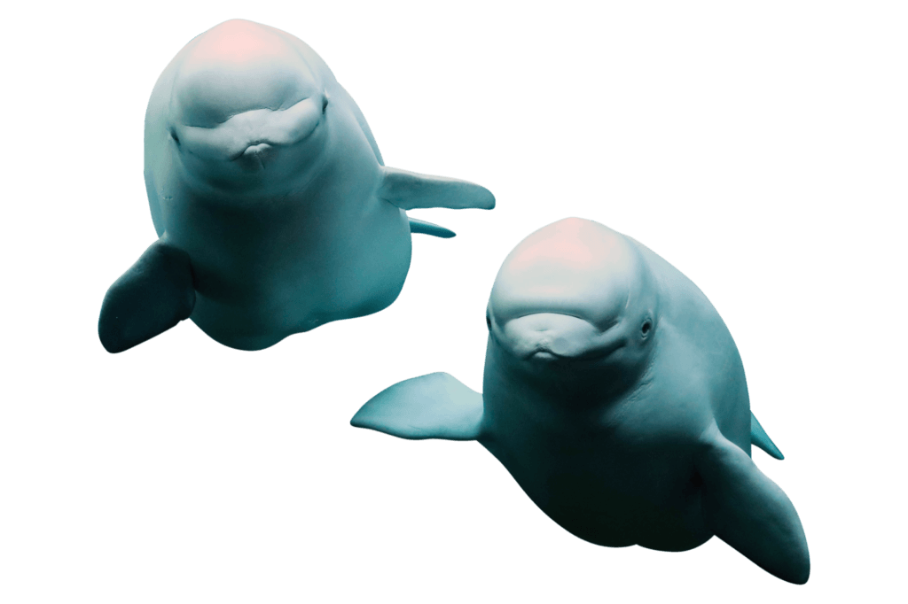 Beluga Whale Webcam | Georgia Aquarium | Atlanta, Georgia | Visit Today