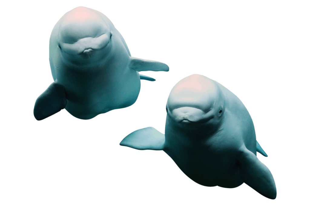 Beluga whales forever blowing bubbles as photographer captures family's  synchronised display - Mirror Online