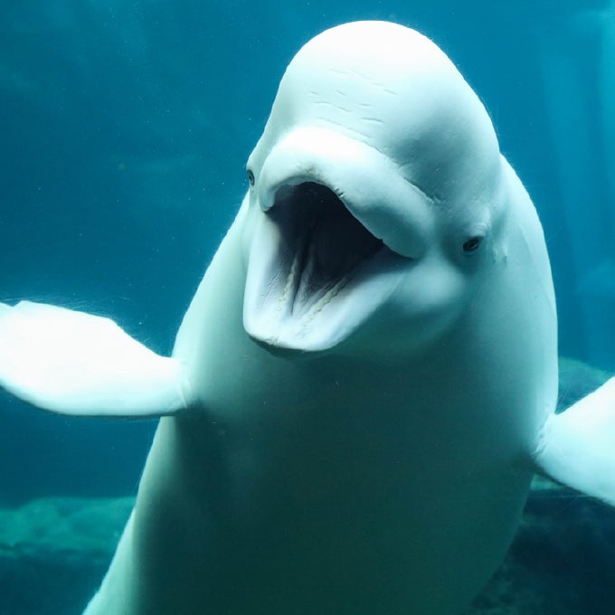 Resentimiento Goneryl Temeridad Beluga Whale - Georgia Aquarium