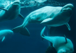 Beluga Whale Webcam