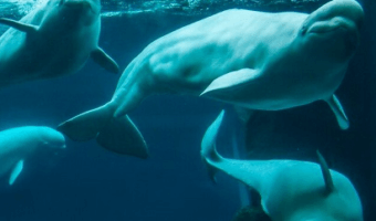 Beluga Whale Webcam