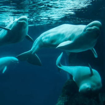 Beluga Whale Webcam