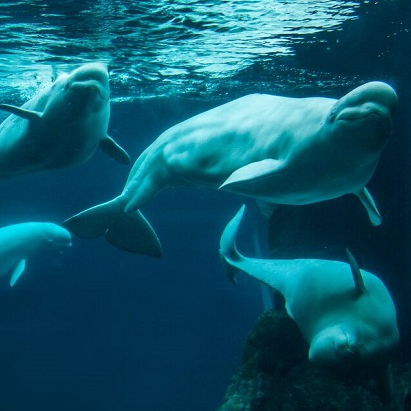 Watch penguin visit beluga whales in aquarium