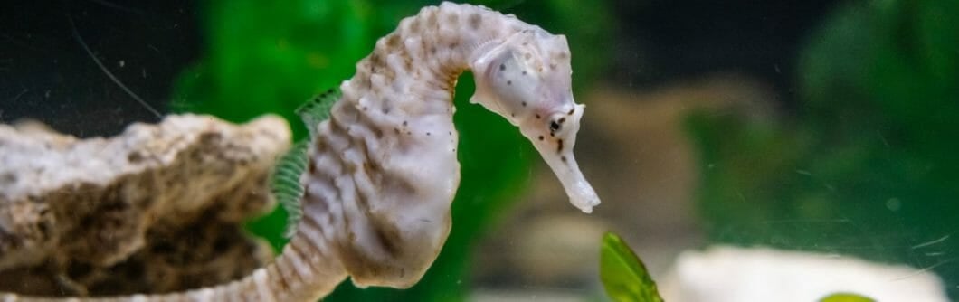 Big-Bellied Seahorse - Georgia Aquarium
