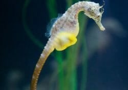 big-bellied-seahorse