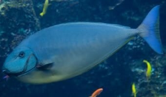 bignose-unicornfish