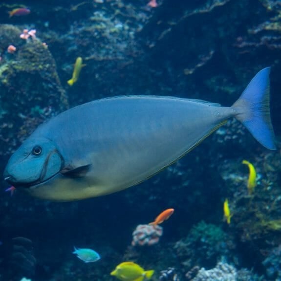 Bignose Unicornfish Aquarium