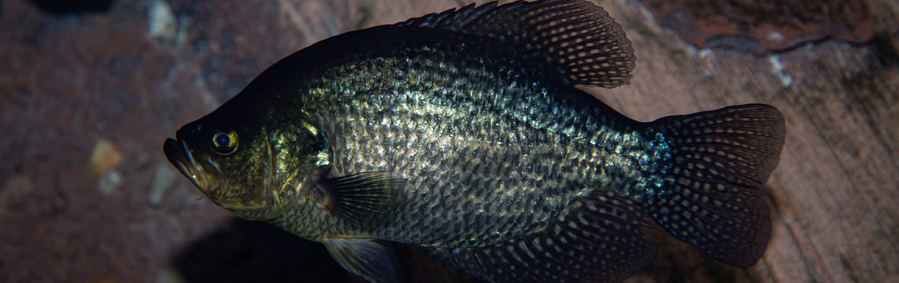 Black Crappie - Georgia Aquarium