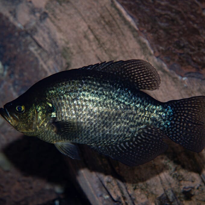 black-crappie