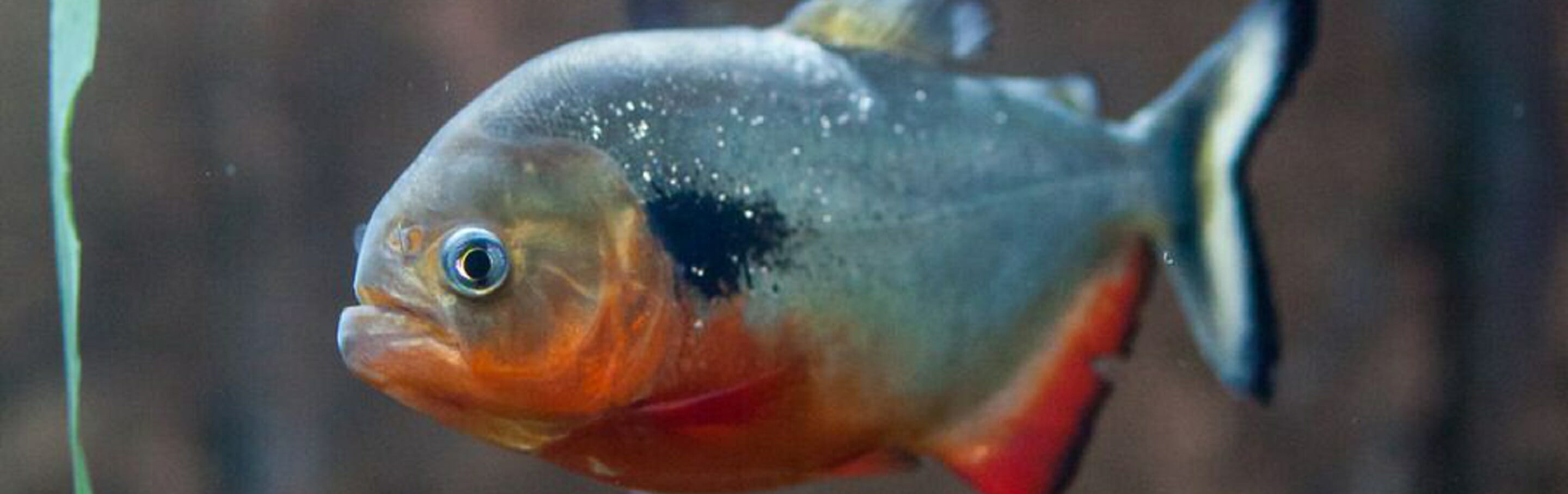 black-spot-piranha