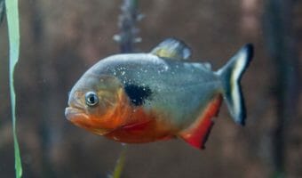 black-spot-piranha