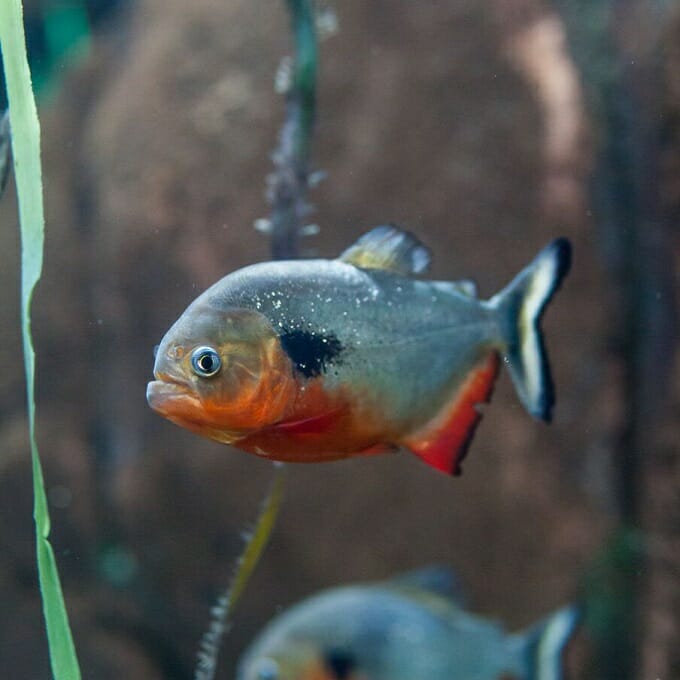 Predator sempurna, ikan piranha akan memakan semua jenis daging yang masuk ke air, termasuk ikan hias