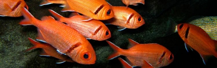 blackbar-soldierfish